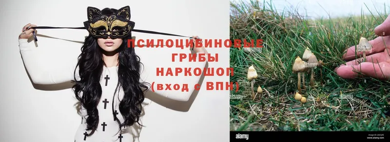 Галлюциногенные грибы Psilocybe  наркотики  Буйнакск 